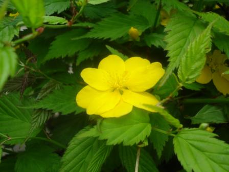 やまぶき　アップ