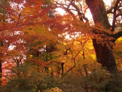 CIMG1032_仁比山神社.JPG