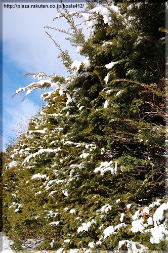 DSC_7811.jpg