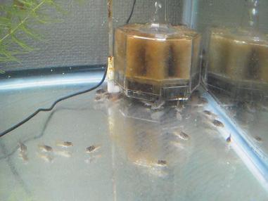 コリドラス稚魚（孵化から２ヶ月）