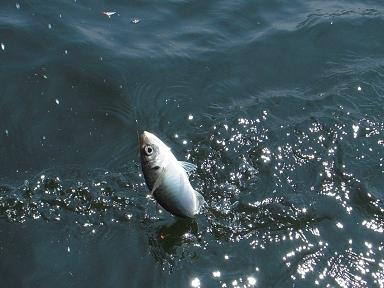 アジさん釣れてます