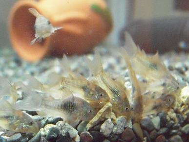 コリドラスの繁殖 出目金魚ぶろぐ 楽天ブログ