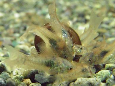 コリドラスの繁殖 出目金魚ぶろぐ 楽天ブログ