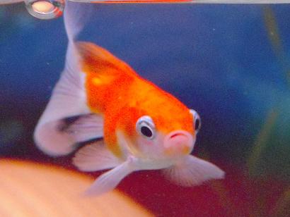 のほほん金魚さん