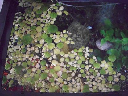 ドワーフフロッグビット爆殖中