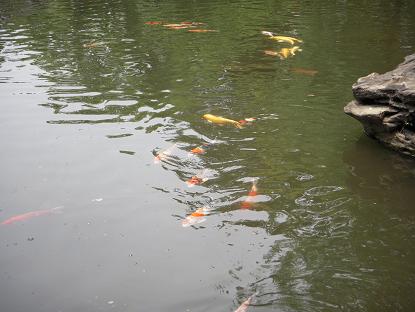 神池庭園の錦鯉