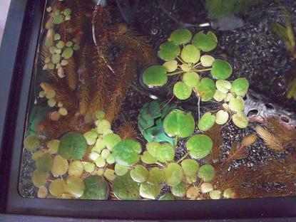 上から見た金魚水槽