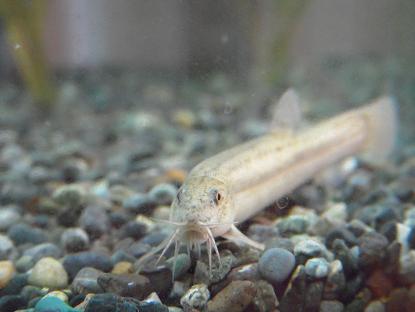 アッとびっくりドジョウさん