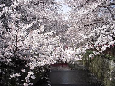 満開の桜