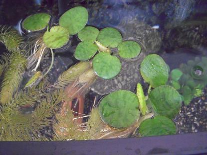 ドワーフフロッグビット