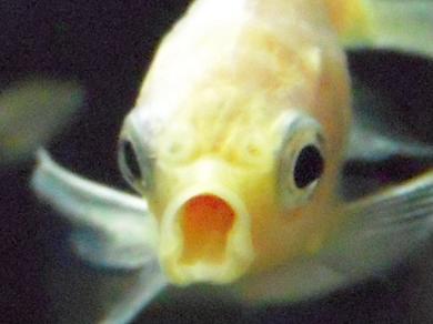 怒った顔の白金魚さん