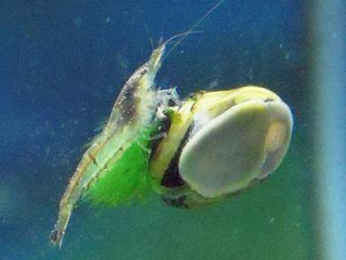 貝にしがみつくミナミヌマエビ