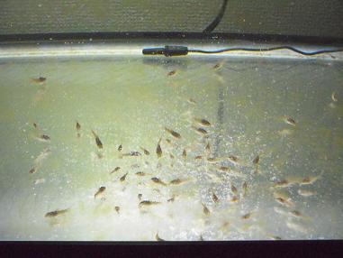 コリドラス稚魚（孵化から１ヵ月）