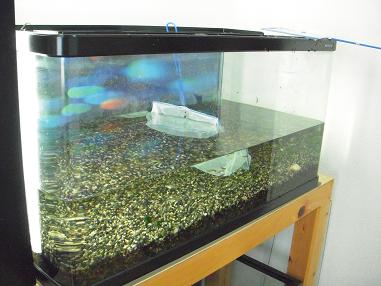 水槽サイズアップ大作戦 出目金魚ぶろぐ 楽天ブログ