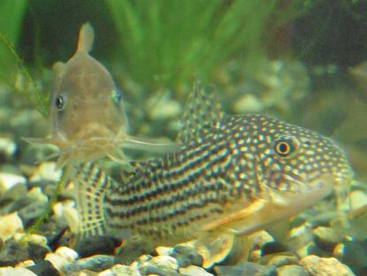 スーさんと赤コリさん