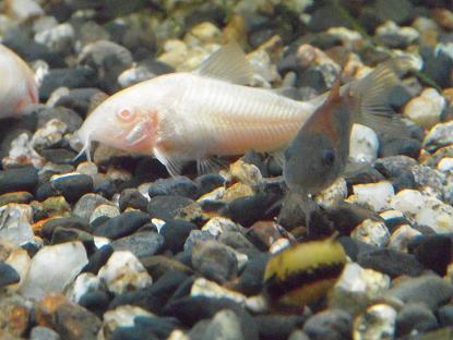 カラーサザエ石巻貝さんとコリドラスさん