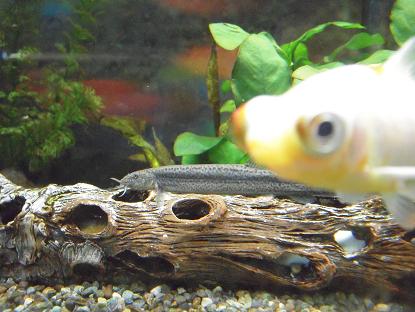 ドジョウさんと出目金さん