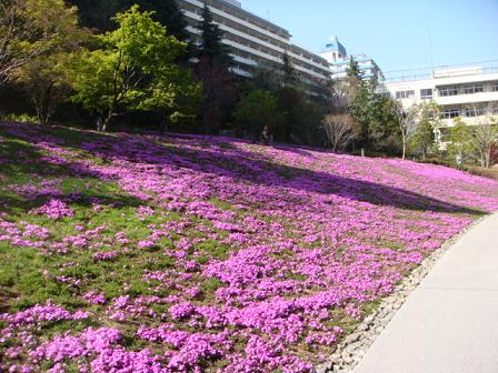 4月10日　芝桜2.JPG