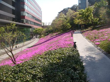 4月10日　芝桜（中段）.JPG
