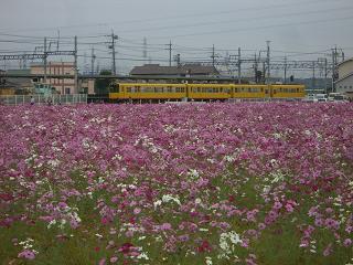 コスモスと電車.JPG