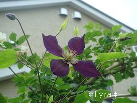 20100715ミケリテ