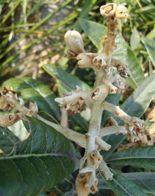 いつ実が生るの