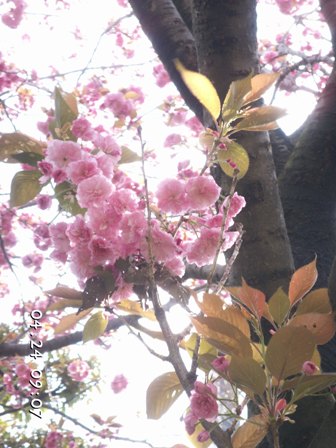 八重桜と光
