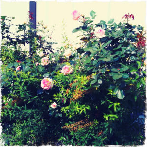 ピエール・ドゥ・ロンサール/つるバラ/ガーデニング