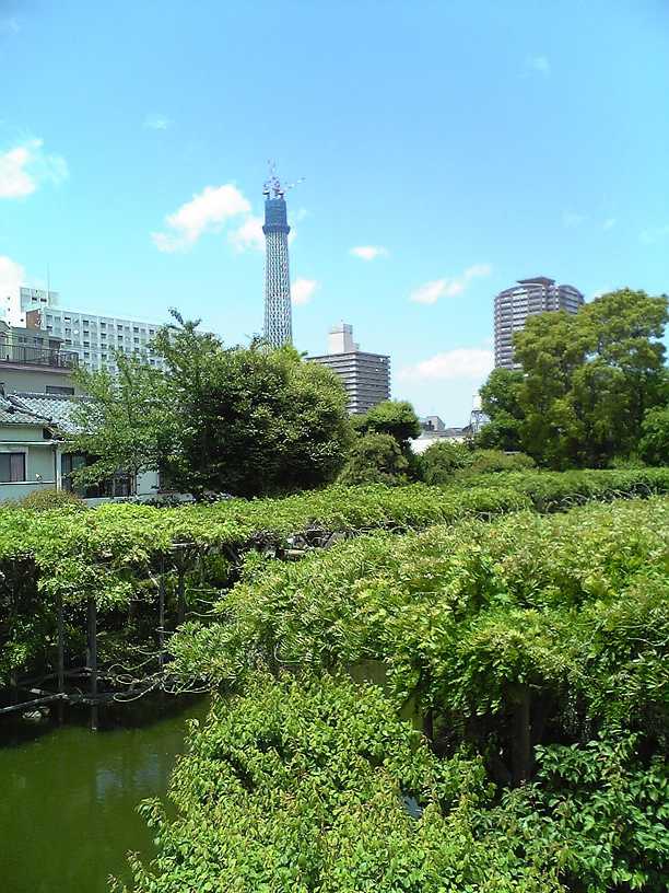 亀戸神社の庭園から見たスカイツリー