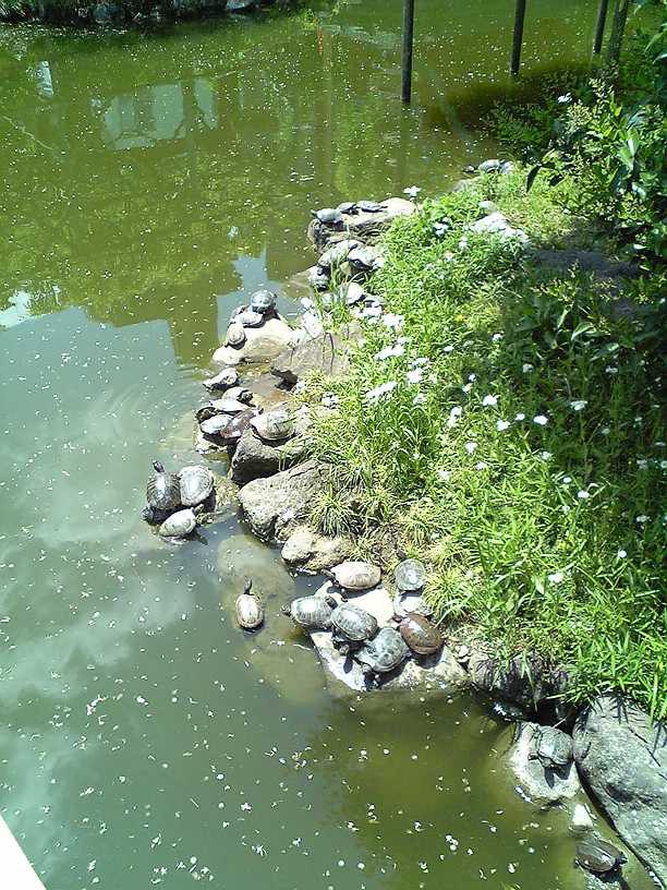 亀戸神社の池のカメ
