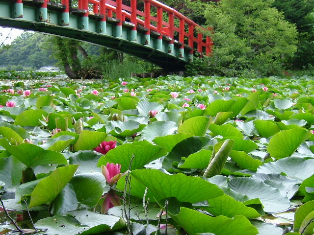 太鼓橋とハスの花.jpg