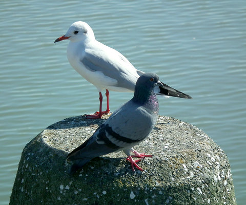 ドバト＆ユリカモメ