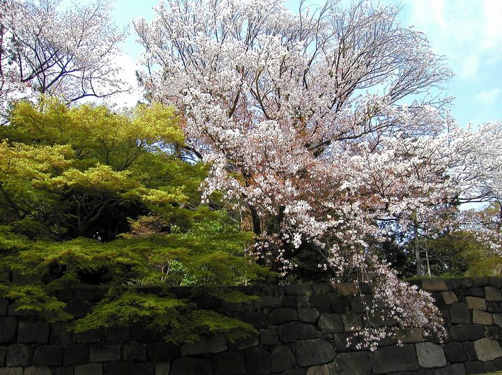 皇居の桜