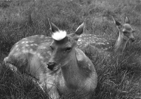 奈良公園に実在した悲劇のヒロイン 鹿の白ちゃん Deer Info 日本で唯一の鹿情報総合サイト