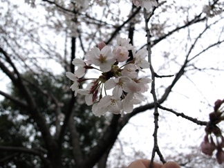 桜
