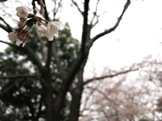 桜