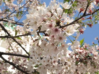 桜