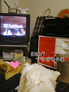 ウィンちゃ～ん、君が見てるのはドラマとは全く関係ないよ～。