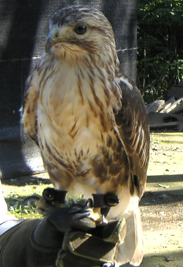 大宮公園の動物園4