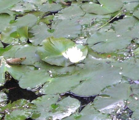 秋の蓮の花