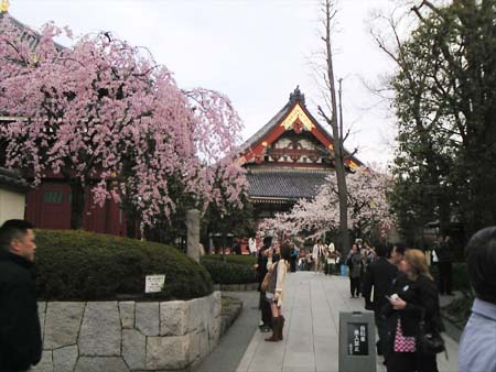 浅草寺しだれ桜