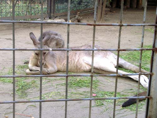 グラビア系カンガール＠上野動物園061021