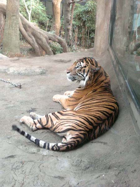 タイガー2＠上野動物園061021