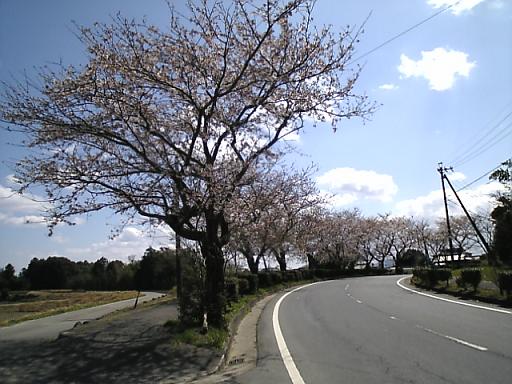 桜並木の桜