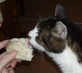 マヨネーズは好きさ