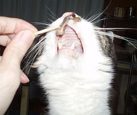 グワワッ！