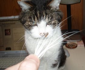 ウザイんだな～