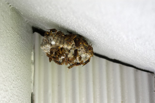 IMGP0699  蜂の巣.jpg