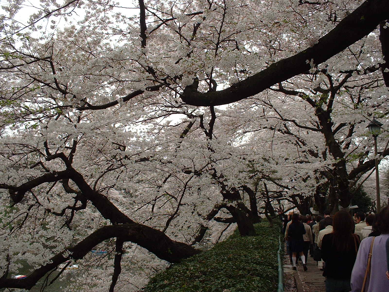 千鳥が渕沿道の桜並木