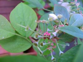 CIMG0472-1.jpg